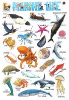 Marine Life: Стенно учебно табло на английски език