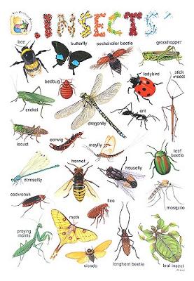 Insects - стенно учебно табло на английски език