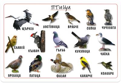 Мини табло: Птици