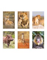 Тетрадка А4 гланц/лам King of lions