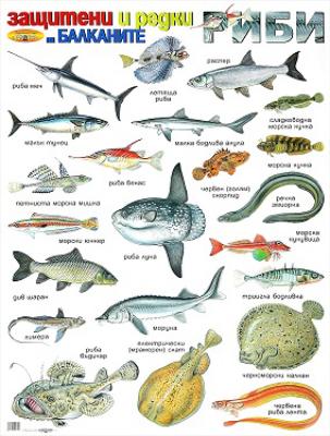 Защитени и редки риби на Балканите - стенно учебно табло